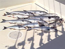 Originator Fishing Charter :: Photo Gallery